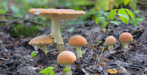 six fly agarics group in old dark leaves