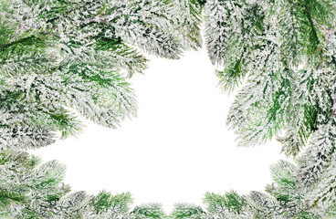frame from dense green pine branches in snow