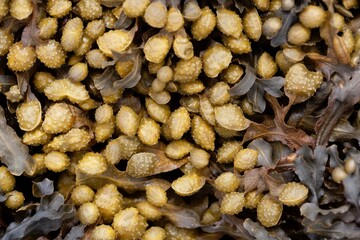 Reproduction bodies of a spiral wrack, Fucus spiralis.