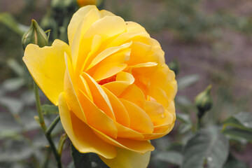 Yellow rose on a background of green leaves