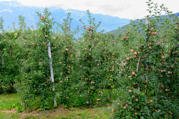 Fototapeta na wymiar Piantagione di Melo con mele in maturazione.