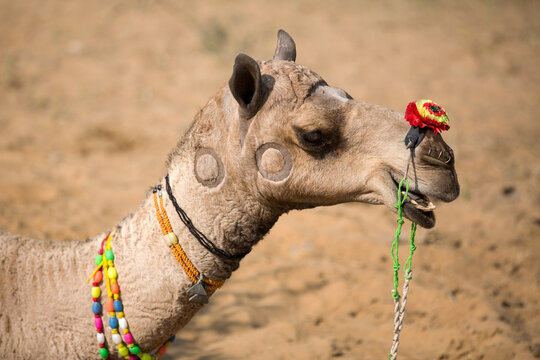 Portrait of camel wearing multicolored bead necklace at Pushkar Camel Fair, Pushkar, Rajasthan, India