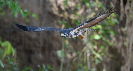 Common black hawk is flying