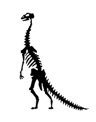 Vector silhouette of dinosaurs skeleton. Hand drawn dino skeleton. Dinosaur bones, exhibit fossils in the museum