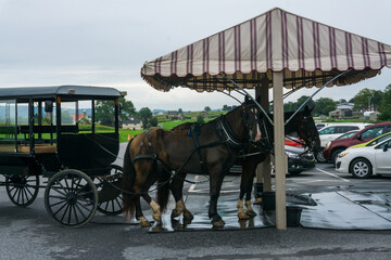 Naklejka na ściany i meble Horses and buggy tied up to a parking pole among cars in a rural area in Lancaster