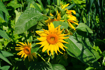 A field of yellow sunflowers (helianthus) in bloom in summer