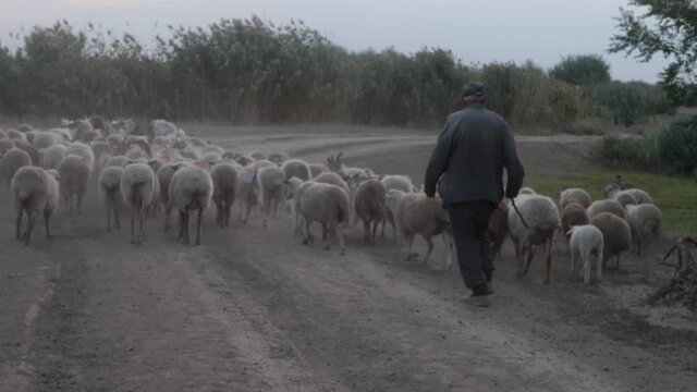 rural shepherd drives sheep, goats and rams to pasture. Sunrise light. Backlighting in dust and fog