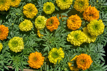 Flowers Tagetes