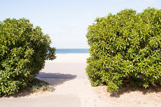 Sea view between green bushes, Lompoc, California, USA