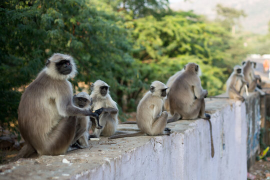 Gray langur or Chamba sacred langur (Semnopithecus ajax)  monkeys sitting on wall, Pushkar, Rajasthan, India