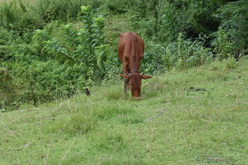 cow in the meadow