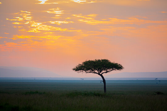 Acacia tree at dawn over the African plains
