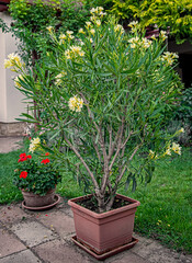 Nice oleander in the garden in summer