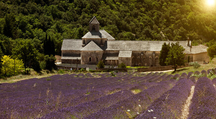 Senanque Abbey, Gordes, Provence Alpes Cote dAzur, France, Europe