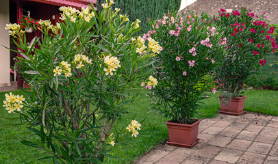 Nice oleander in the garden in summer