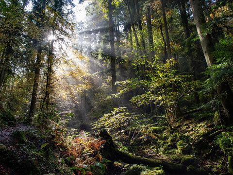 Bad Liebenzell - Monbachtal 