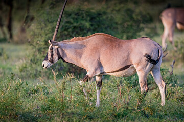 Obraz na płótnie Canvas African oryx grazing in Kenya walking left