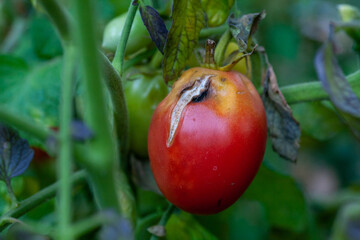 damaged by disease and pests of tomato leaves