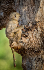 Baby baboon sits on tree limb in Kenya