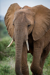 Fototapeta na wymiar Beautiful closeup of African elephant in Samburu, Kenya