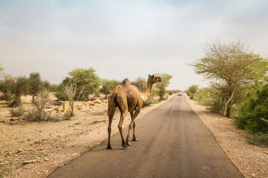Rear view of camel walking along road, Thar desert, Jaisalmer, Rajasthan, India