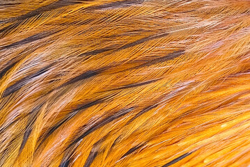 close-up texture of bird feathers. Solid red background from feathers of a bird. High quality photo
