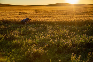 Photographer capturing wheat field at sunrise