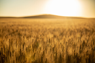 Close up of sunrise over a wheat field