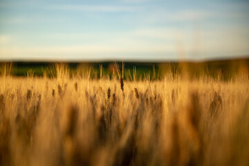 Close up of wheat field at sunrise