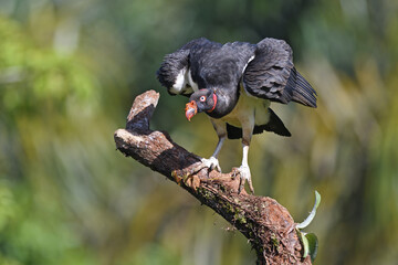 King vulture is perching on branch in forest