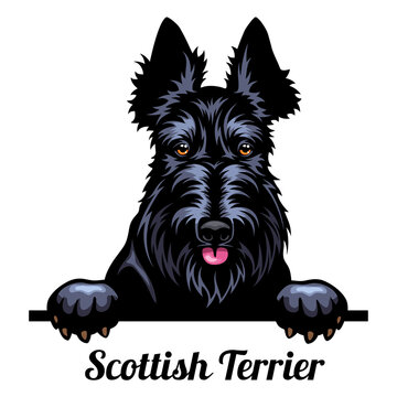 479 Best Scottish Terrier Silhouette Images Stock Photos Vectors Adobe Stock