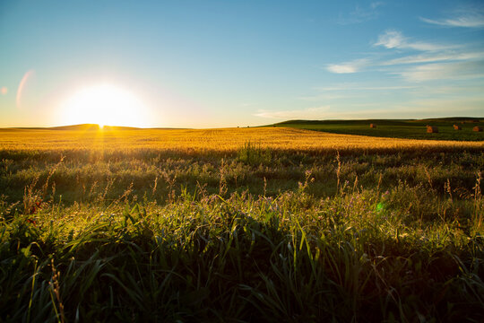 Wide view sunrise over wheat field