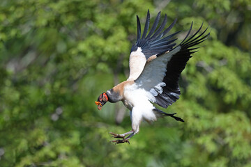 King vulture is flying in forest