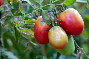 damaged by disease and pests of tomato leaves