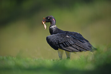 King vulture is staying in grass holding meat