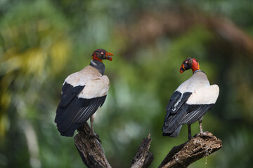 King vulture pair is perching on branch in forest