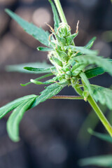 Closeup of Cannabis female plant in flowering phase.