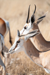 Close-up portrait of African springbok (antidorcas marsupialis) in grasslands of Etosha National Park, Namibia, Southern Africa.