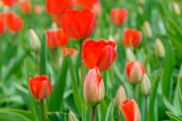 Red unblown tulip in the spring garden. Blurred background.