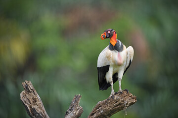 King vulture is perching on branch in forest