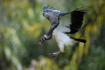 King vulture is flying in forest
