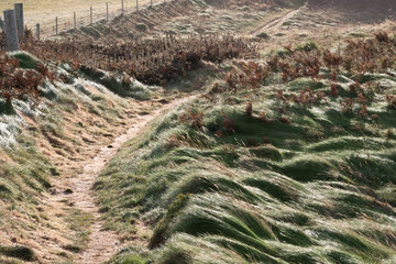 Light captures the texture of long grass that has been flattened by wind blowing in off the sea.