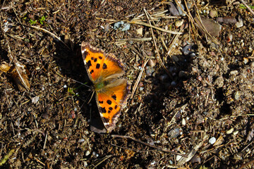 Top view of a beautiful bright butterfly on the ground.