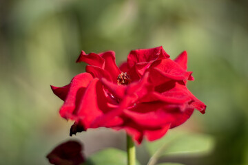 red rose in the garden