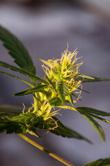 Closeup of Cannabis female plant in flowering phase.