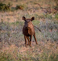 Close up of young warthog in Samburu