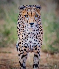 Closeup of Beautiful cheetah staring straight at camera. .