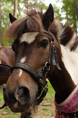 Obraz premium Beautiful adult horse in the park in nature