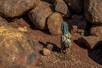 Cactus among a heap of stones in Brazil