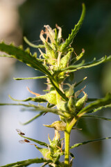 Closeup of Cannabis female plant in flowering phase.